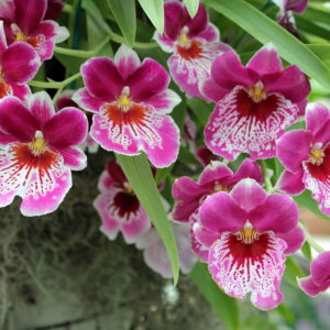 1_Orchidee-Miltonia