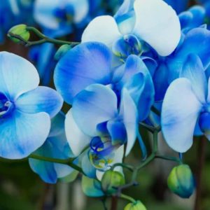 Dyed-Blue-Orchid-Flowers