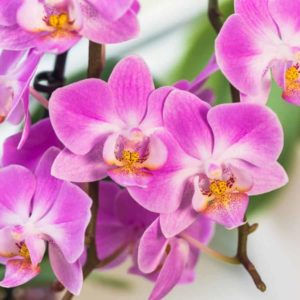 Phalaenopsis