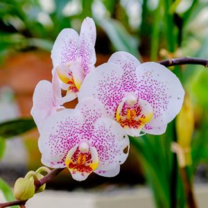 phalaenopsis-orchid-moth-orchid-types-1587739487